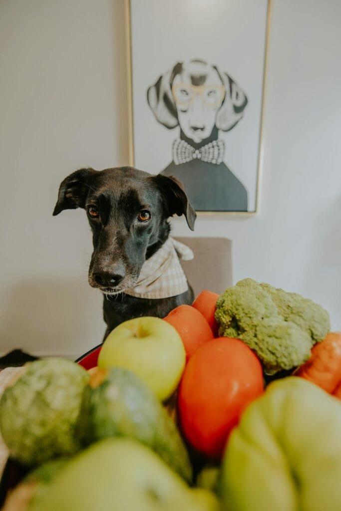 Alimentos Tóxicos para Cães