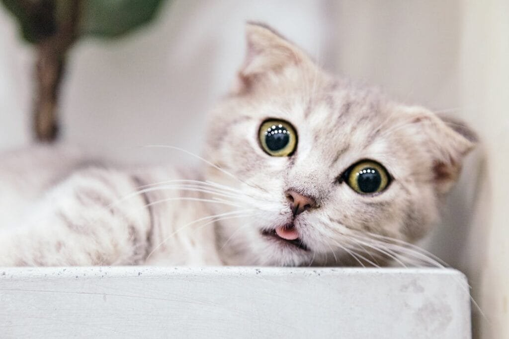 Doenças Comuns em Gatos