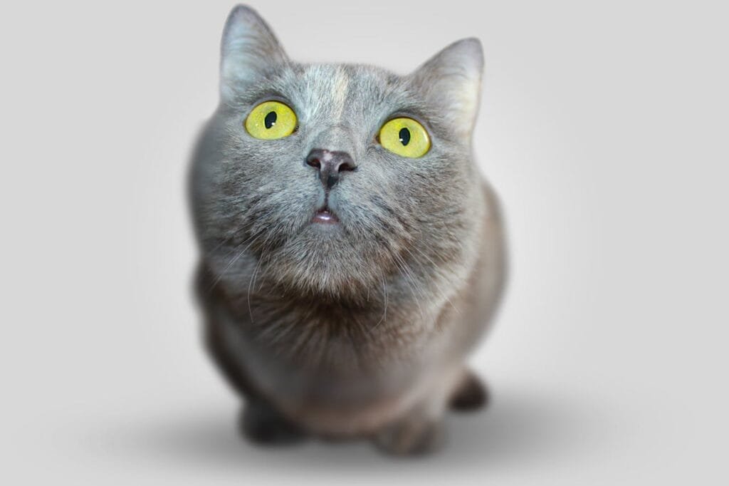 Doenças Comuns em Gatos