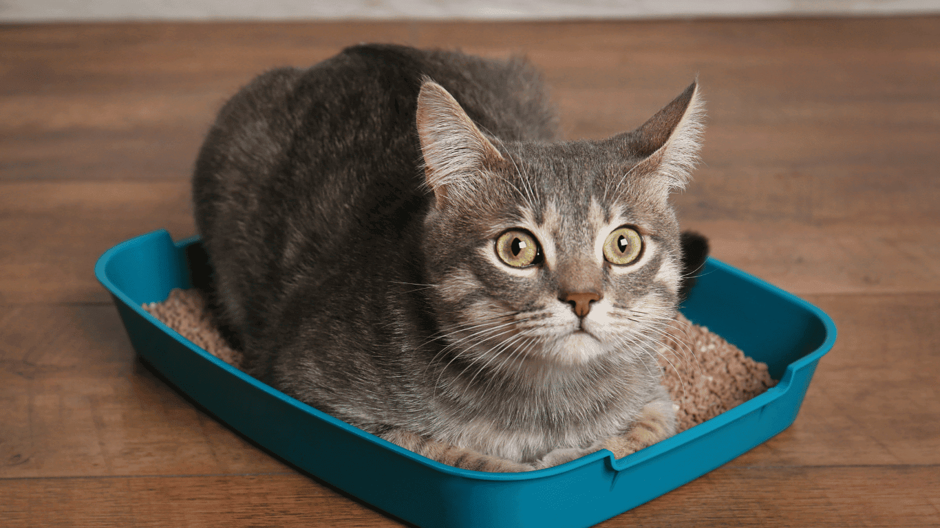 melhores marcas de areia para gatos Melhor Areia para Gato.