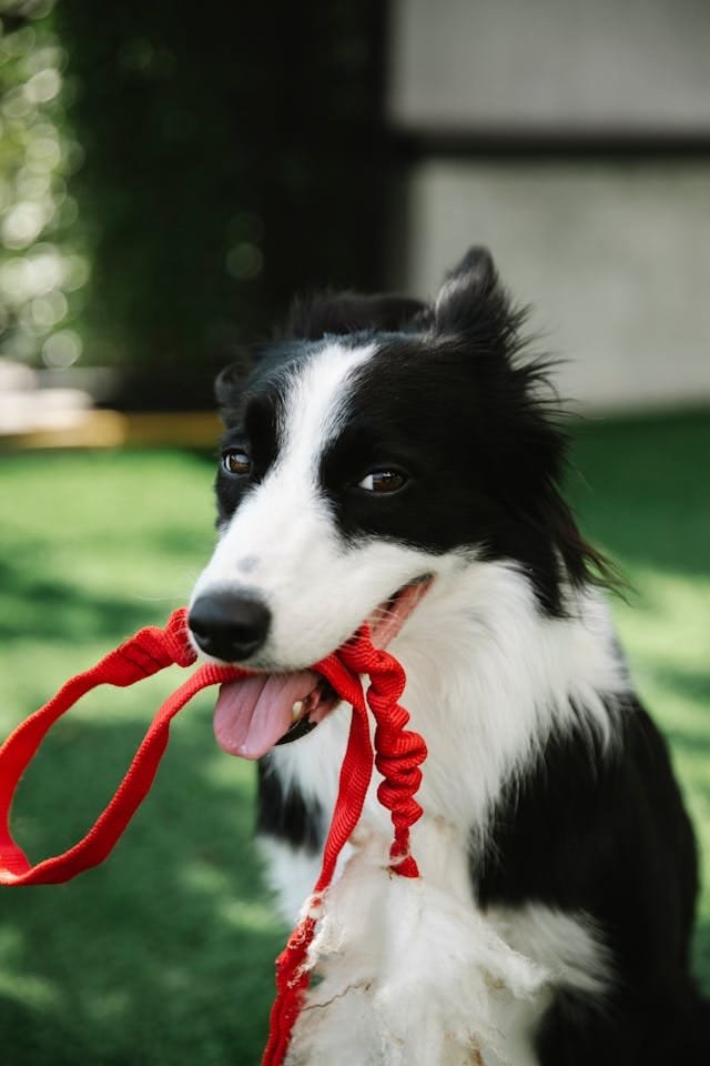 Comando busca para cães