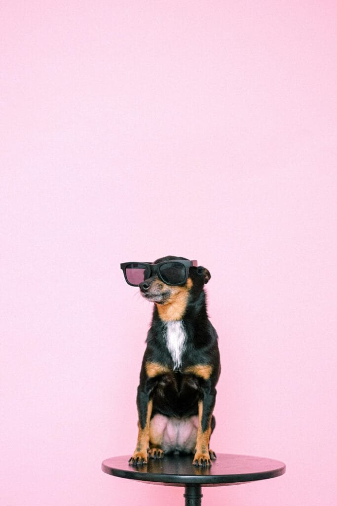 exercícios para pinscher
