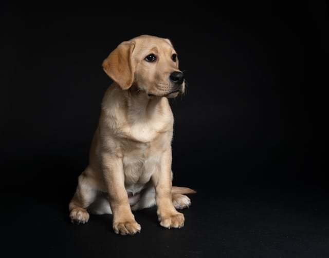 Alimentação Adequada para Labradores - um flhote de labrador aguardando sua comida