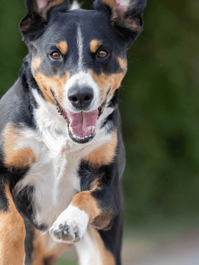 Qual o cachorro mais rápido do mundo? Ranking com os mais rápidos