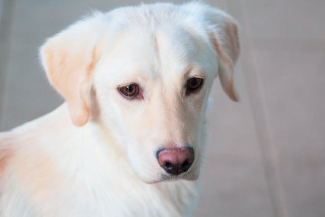 um filhote de Labrador Retriever