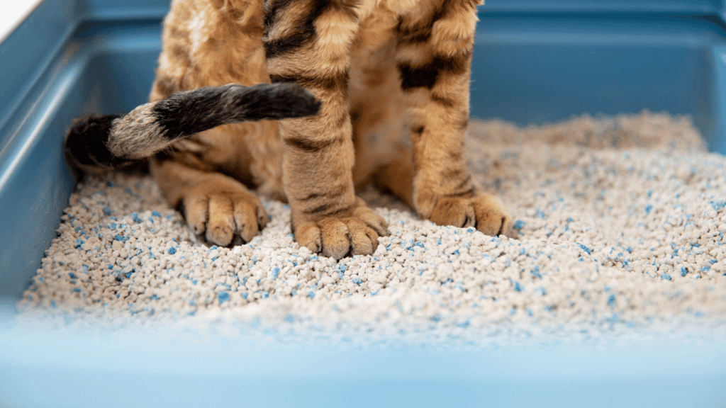detecção precoce de doenças Diagnóstico e Tratamento da Infecção Urinária em Gatos