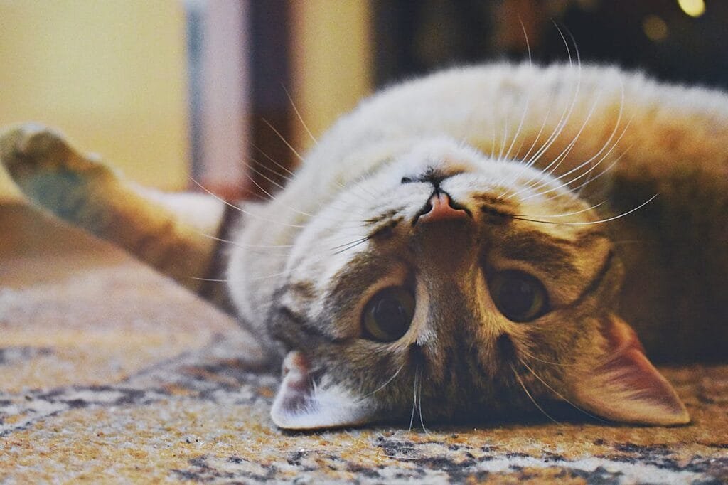 Como tirar cheiro de xixi de gato