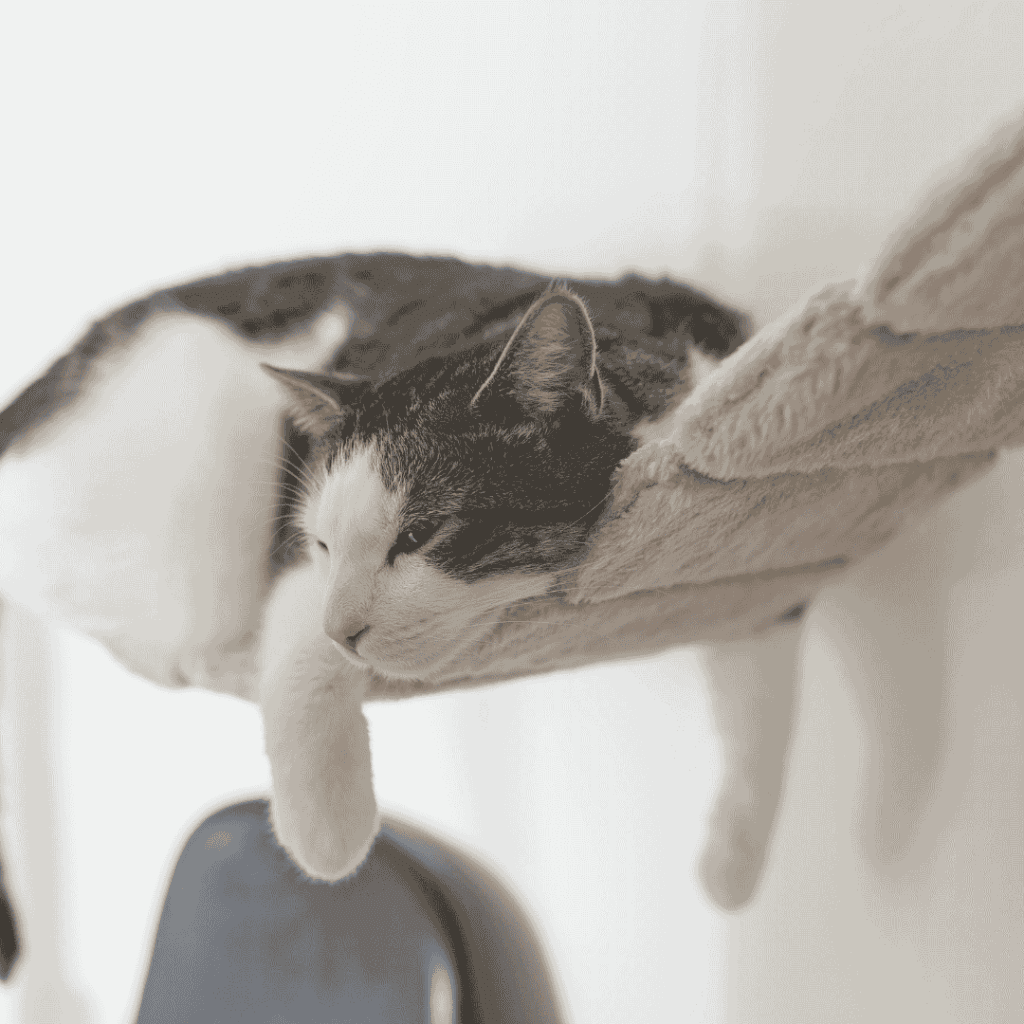 estados emocionais dos gatos Comportamento dos Gatos