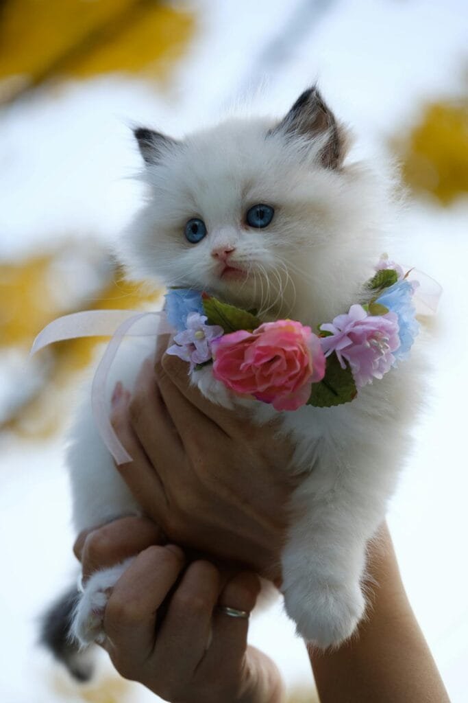 Características físicas dos gatos Ragdoll Gatos Ragdoll