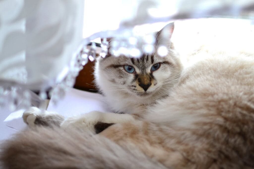 Cuidados essenciais para a saúde do gato Ragdoll Cuidados essenciais para a saúde do gato Ragdoll