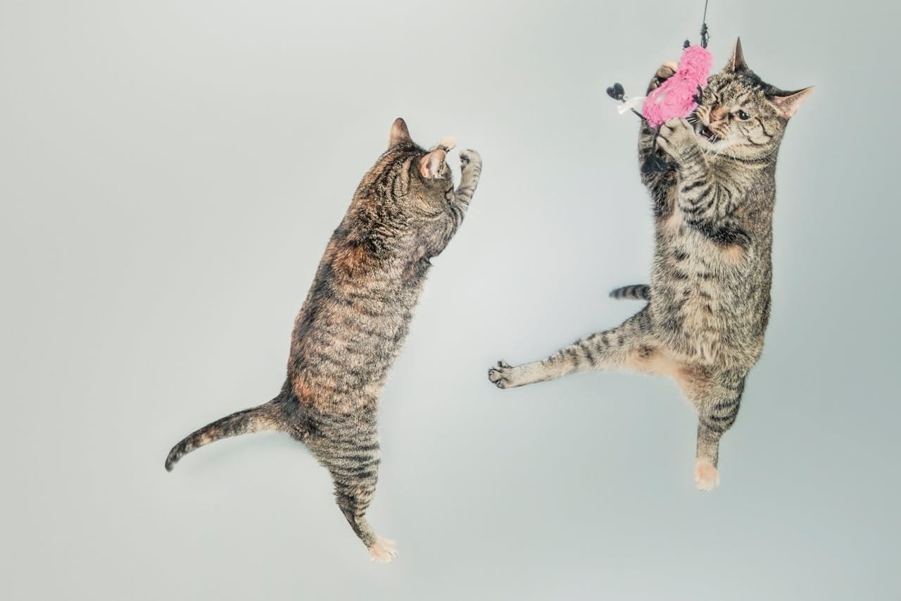 Brinquedos para gatos