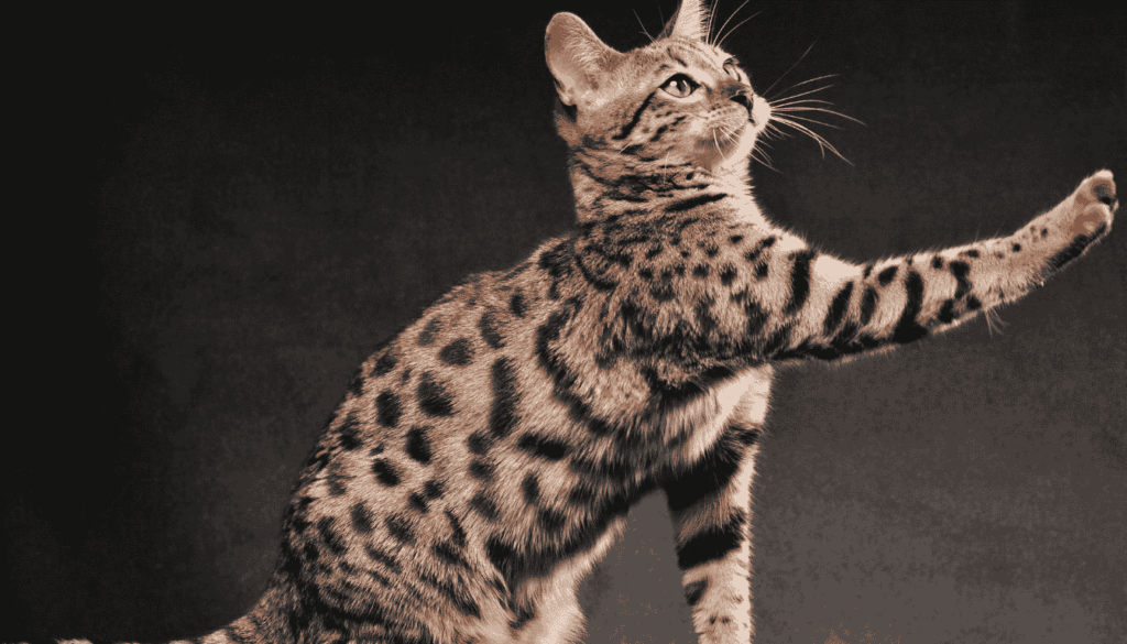 características do gato Bengal características do gato Bengal