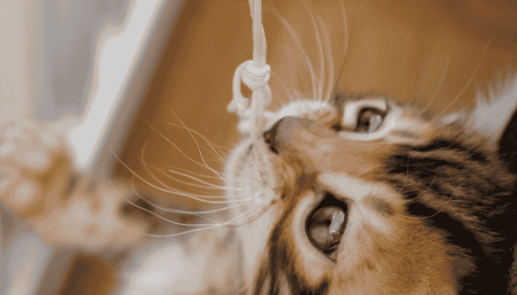 filhotes de gato Bengal filhotes de gato Bengal