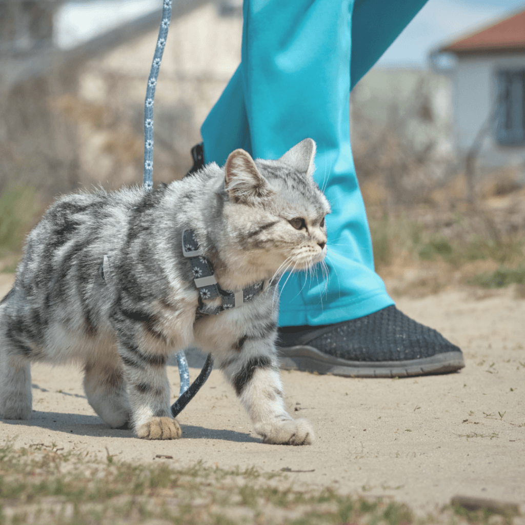 escolha local passeio gato escolha local para passear com gato