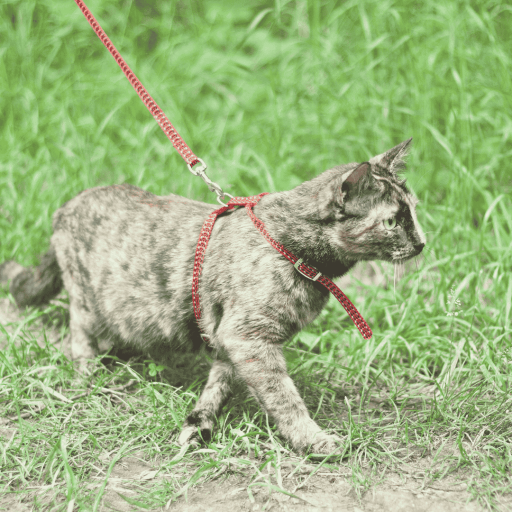 segurança passeio gato Passear com Gato - um gato na coleira andando na grama passeando com seu tutor
