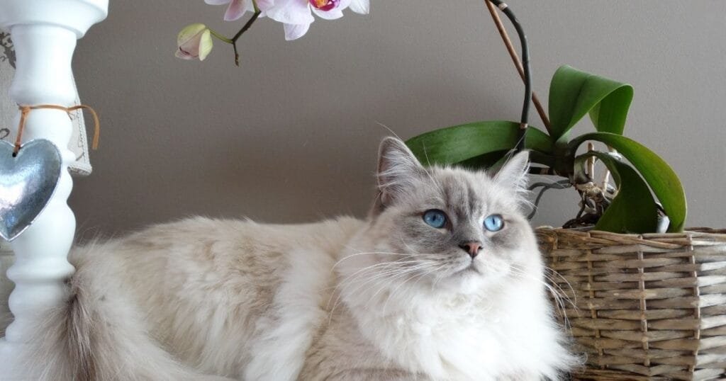 Gatos Ragdoll