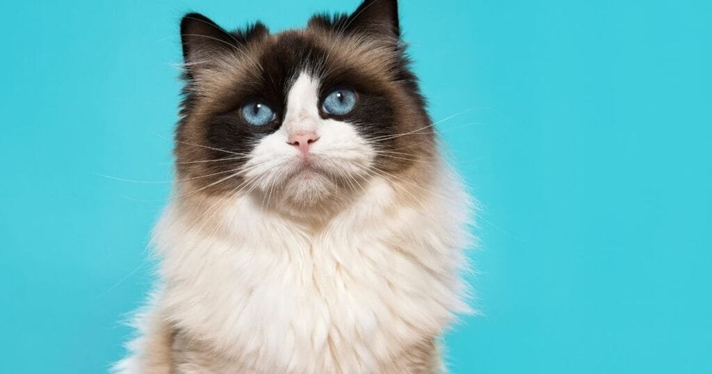 gatos Ragdoll história